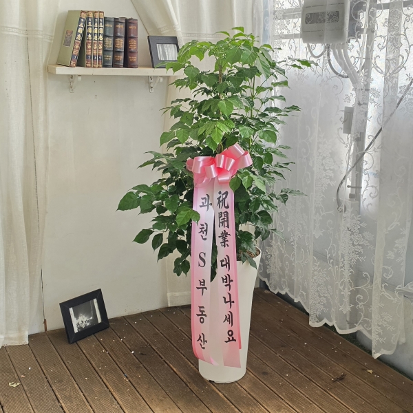 �������� ������õ - ���� �캸��A �ɹ�� ���� 