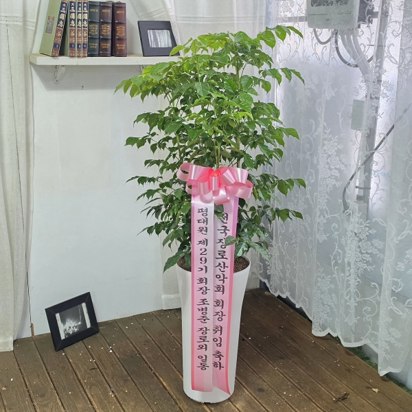 �������� ������õ - ���� �캸��A �ɹ�� ���� 