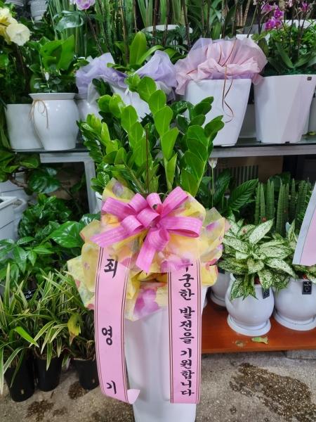 �������� ������õ - �̱׷��� ������ C �ɹ�� ���� 