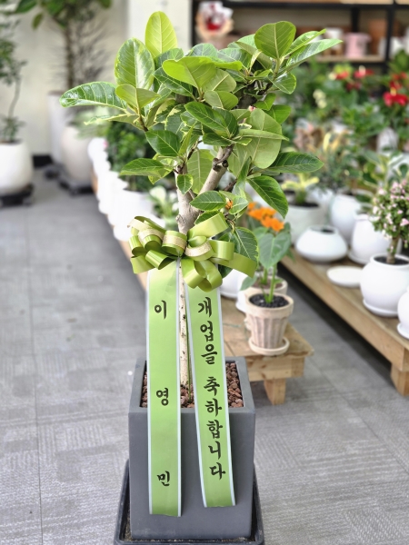 ���� ���� - �ǳ����� ��ȭ���� - ���׸���� ���� �𰥰������� �ɹ�� ���� 