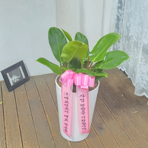 �鿪���� �淯�ִ� �Ĺ�����Ʈ - ������� �ɹ�� ���� 