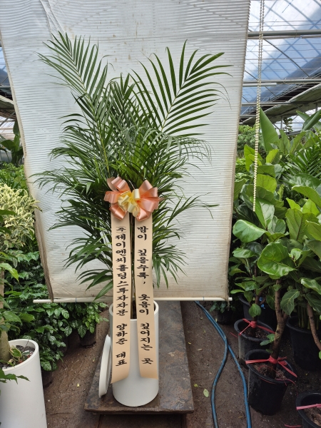 Office & Nature �Ʒ�ī���� (Ư��) �ɹ�� ���� 