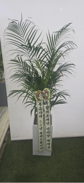 (���� ���Ϲ��) ������ ������ ��¡�ϴ� �Ĺ� - �Ʒ�ī(��)