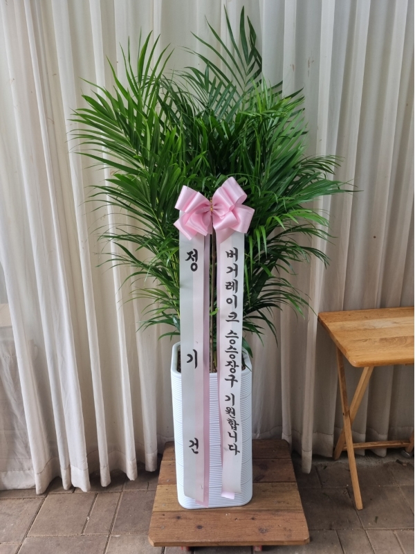 ������ ������ ��¡�ϴ� �Ĺ� - �Ʒ�ī(��) �ɹ�� ���� 