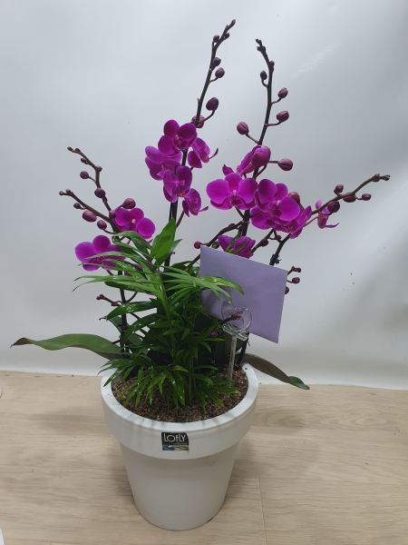 [����]����� ��õȫ (�߼�) (ȭ�⺯��) �ɹ�� ���� 