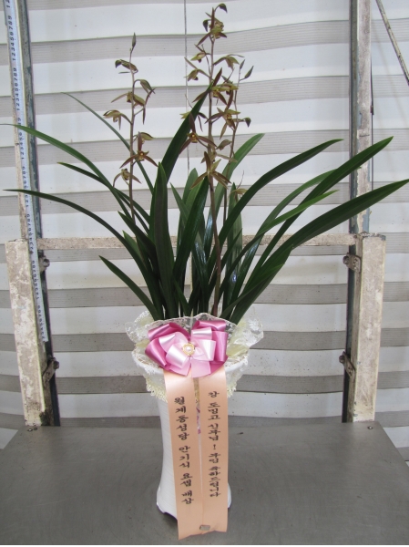 [�λ��̵� ��õ] �Ͼ���� �Ǿ�� ���� ����� �ɹ�� ���� 