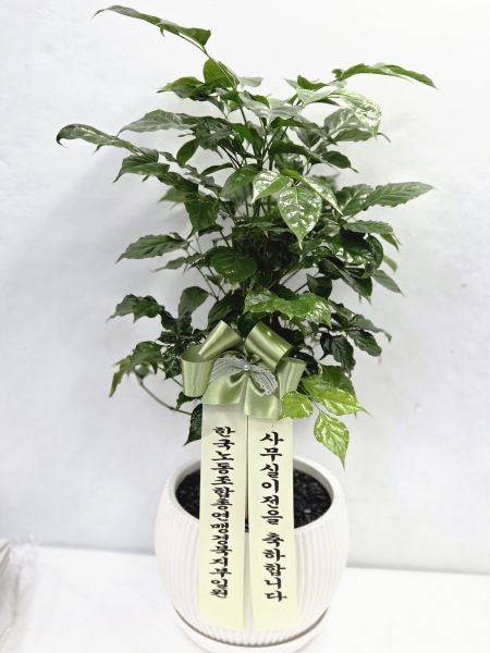 [�����ǹ��] ������ȭ�Ĺ� - �캸��B*ȭ��ǰ���� �ٸ�ȭ��� ����˴ϴ�* �ɹ�� ���� 