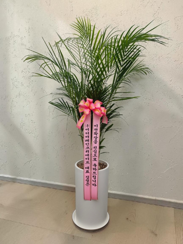 ������ ������ ��¡�ϴ� �Ĺ� - �Ʒ�ī(��) �ɹ�� ���� 