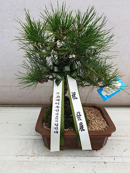 [���������]������ ���� ��� ��ǰ���� - ���ڿ��� ����! ��ǰ����  �ؼ�(û�� �簢 ��) �ɹ�� ���� 