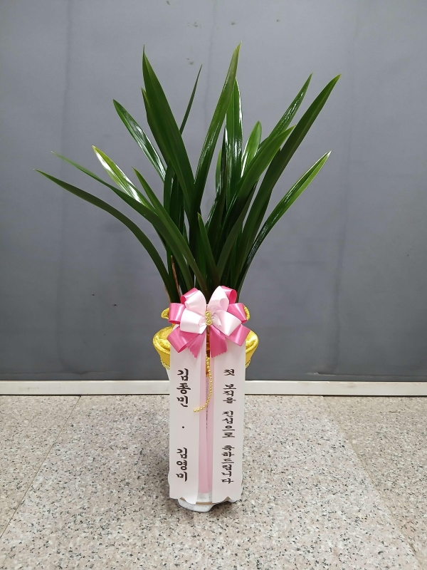 [�λ��̵� ��õ] �Ͼ� ���� �Ǿ�� �����(***ȭ��ǰ���� ȭ�⺯��***) �ɹ�� ���� 