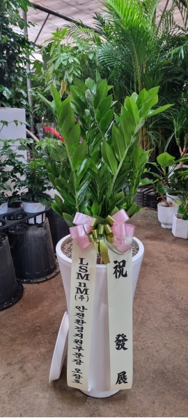 �������� ������õ - �̱׷��� ������ C �ɹ�� ���� 