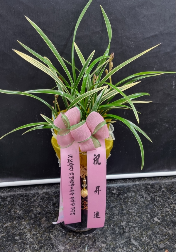 [�λ��̵� ��õ] ���� ���� �Ǿ��ִ� ����� �ɹ�� ���� 