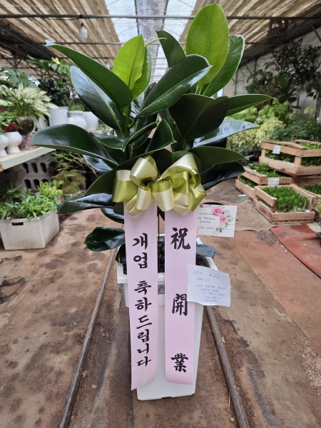 �鿪���� �淯�ִ� �Ĺ�����Ʈ - ������� �ɹ�� ���� 