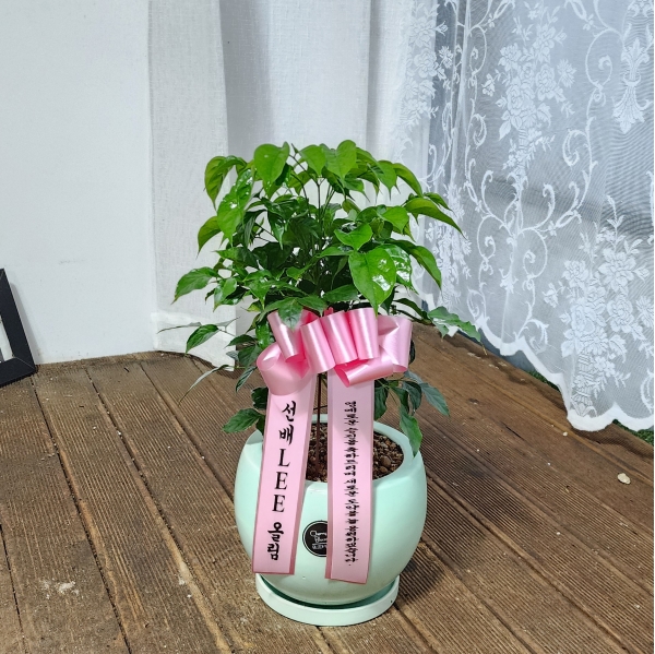 [�����ǹ��] ������ȭ�Ĺ� - �캸��B*ȭ��ǰ���� �ٸ�ȭ��� ����˴ϴ�* �ɹ�� ���� 