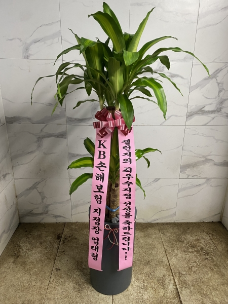 [ȭ�а�����õ] ���� �ɹ�� ���� 