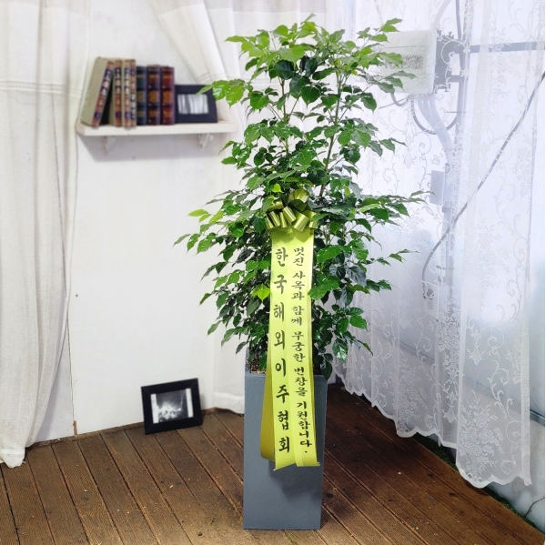 ġʴ Ƹٿ  - 캸(Ư) ɹ  