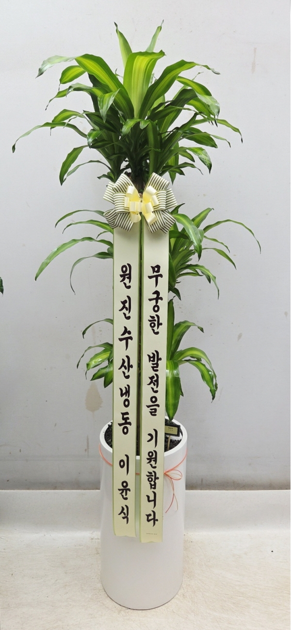  ҷ Ƹٿ ǳĹ - () ɹ  