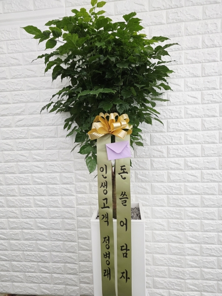 �������� �����ִ� ���׸��� �Ĺ� - �캸��(ȭ�⺯�氡��) �ɹ�� ���� 