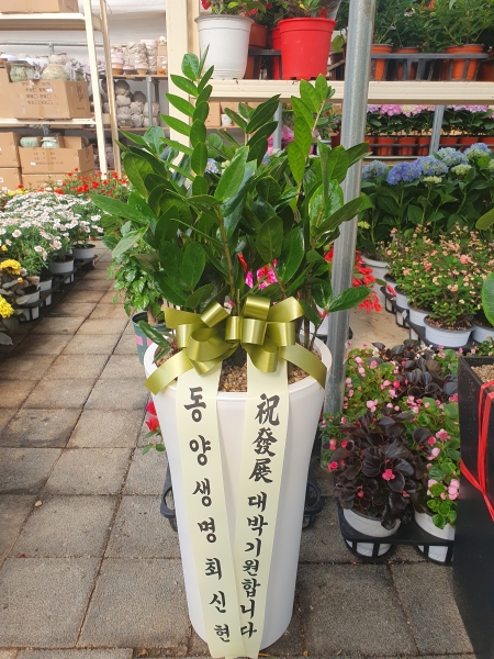 �������� ������õ - �̱׷��� ������ C �ɹ�� ���� 