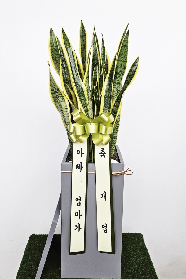 �����Ŀ� ȭ���� ��Ź��!  - ���� �ʿ���� ������ȭ�Ĺ� �꼼������ �ɹ�� ���� 