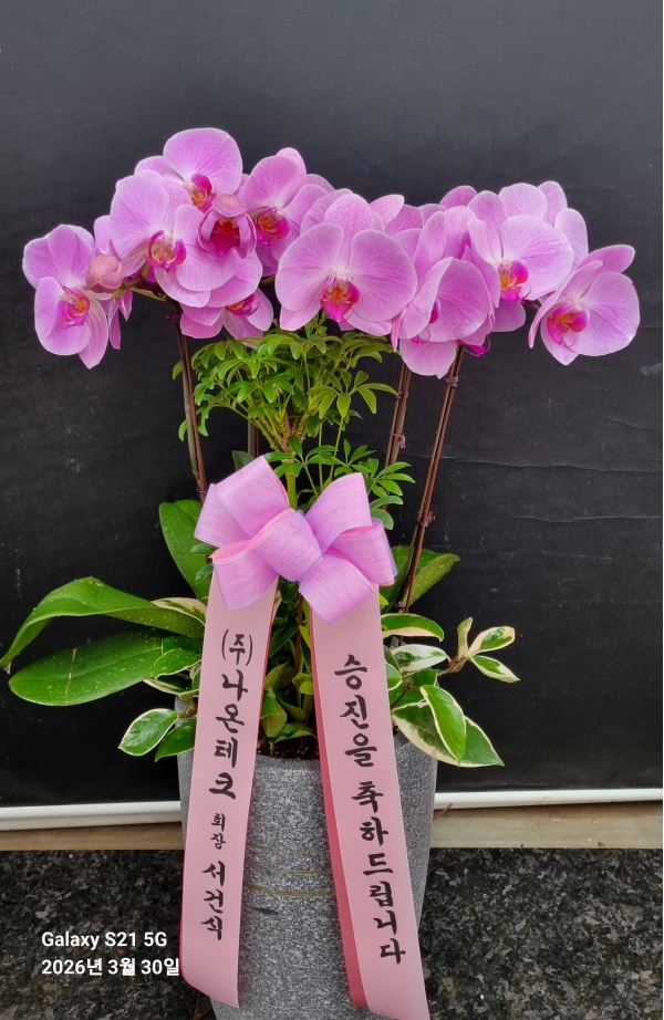 [����] ��Ȱ������ �Ƹ���� - ��ũ�ɺ��� (��) �ɹ�� ���� 