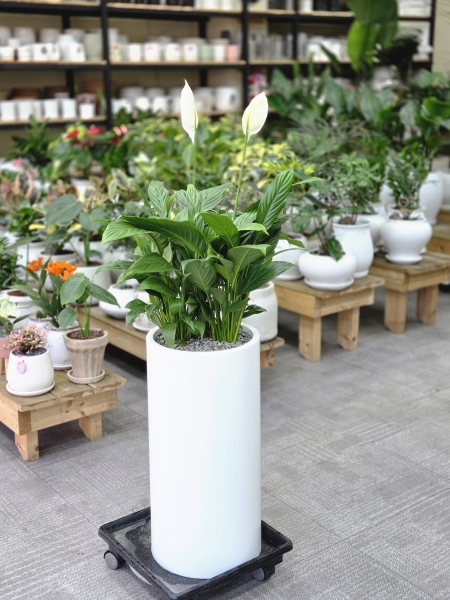 õ������û���� - ����Ƽ�ʸ� �ɹ�� ���� 