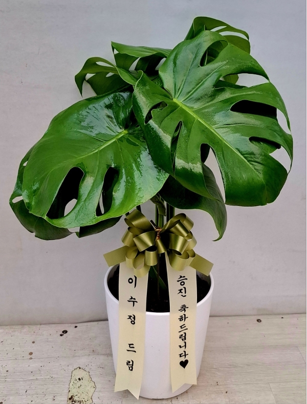 [����]�̱����� ������ - ���׶�(ȭ�⺯��) �ɹ�� ���� 