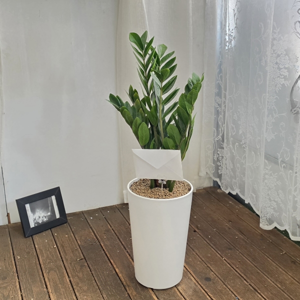 �������� ������õ - �̱׷��� ������ C �ɹ�� ���� 