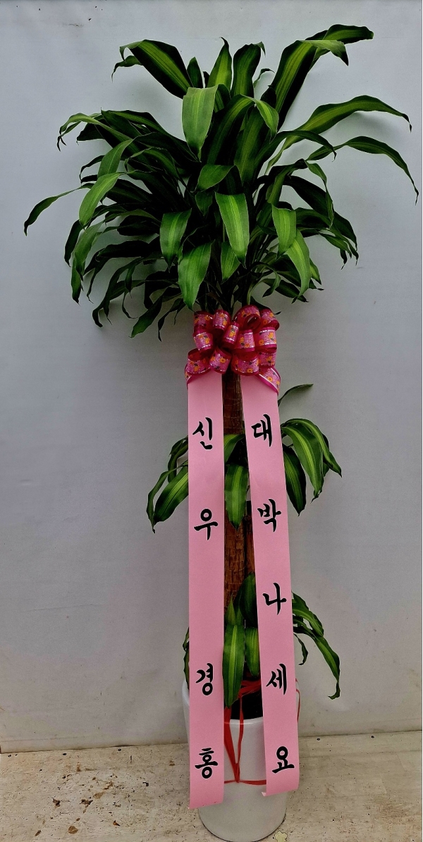 ����� �ҷ����� �Ƹ��ٿ� �ǳ��Ĺ� - ����(Ư��) �ɹ�� ���� 