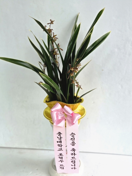 ���޽����� �Ƹ��ٿ�, ����� ö��� Ư���� ���ϸ� �ɹ�� ���� 