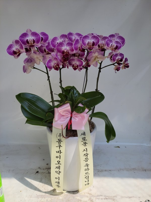 플라워119본부, 서울특별시서초구 꽃배달 - 플라워119꽃배달서비스 - 카테고리 꽃다발 , 꽃배달, 꽃선물, 전국꽃배달서비스,맞춤꽃배달,꽃, 꽃집... 