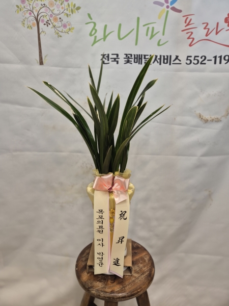 ö��ҽ� �ɹ�� ���� 