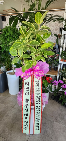 nature & foliage plant -  , ũþ [ȭ⺯] ɹ  