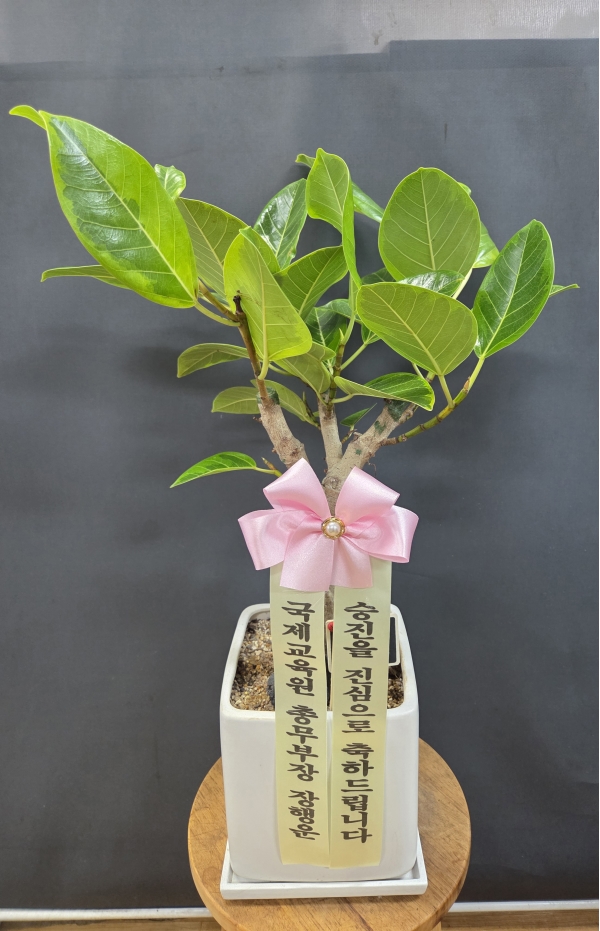 [����]Indoor garden �𰥰�������(��) (ȭ�⺯��) �ɹ�� ���� 