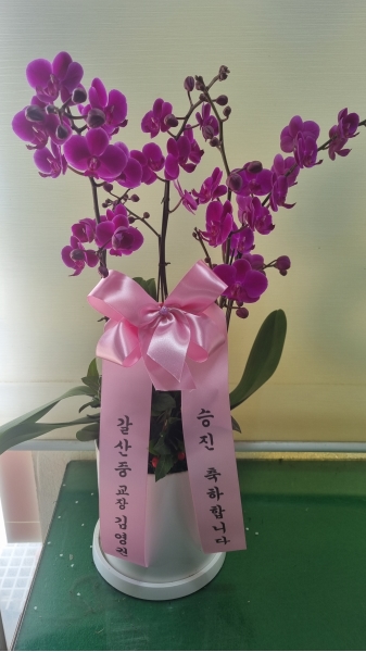 [����]�����ϴ� ���� ��� - �ɺ�ȫ���� ��õȫ (��) �ɹ�� ���� 