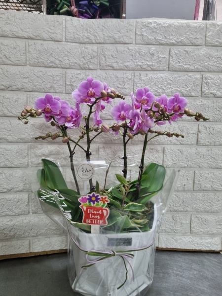 ������ ���� ���� -����ũȣ�� (��) �ɹ�� ���� 