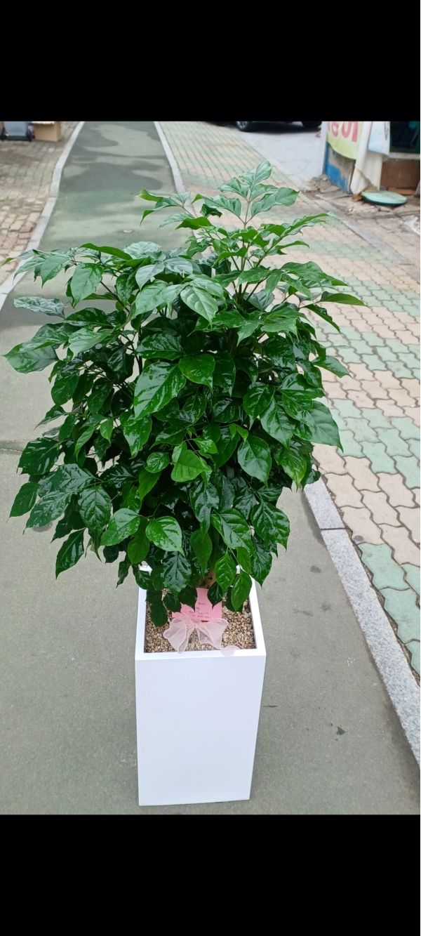 #ȭ���� ��Ź�� - �׸����� ���� ���� �𰥰������� �ɹ�� ���� 