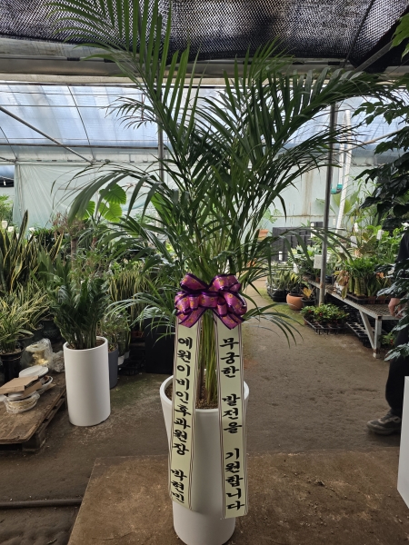 ������ ������ ��¡�ϴ� �Ĺ� - �Ʒ�ī(��) �ɹ�� ���� 