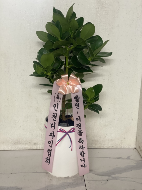 �鿪���� �淯�ִ� �Ĺ� - ũ��þ� �ɹ�� ���� 