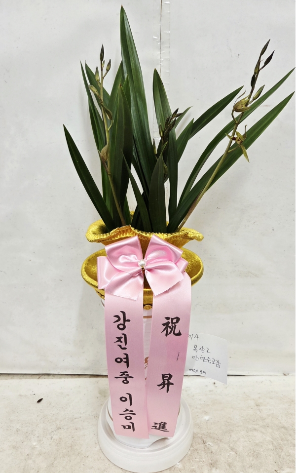 [�λ��̵� ��õ] �Ͼ���� �Ǿ�� ���ο� ����� �ɹ�� ���� 