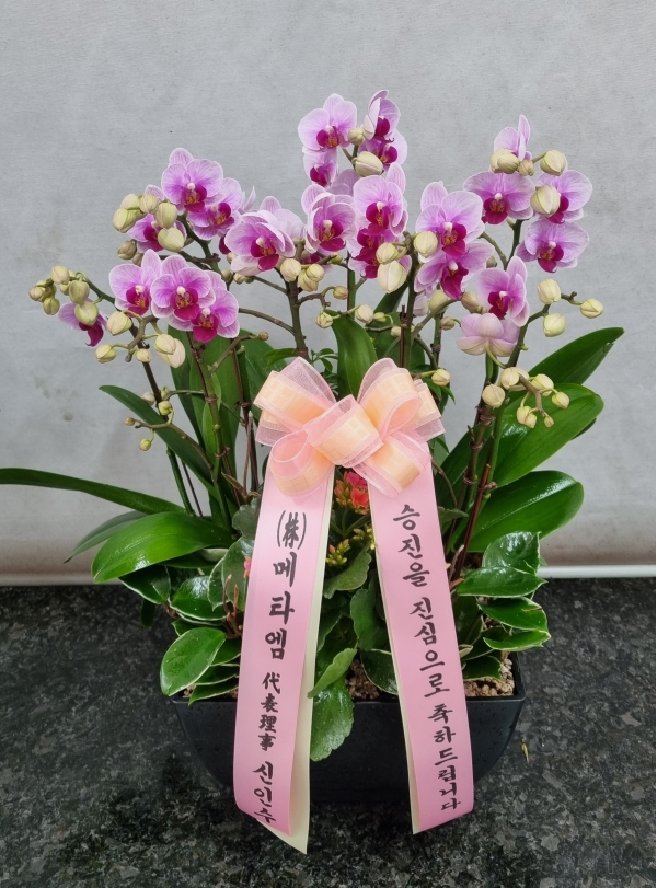 [�λ��̵� ��õ �����] ���Ƽ �ɹ�� ���� 