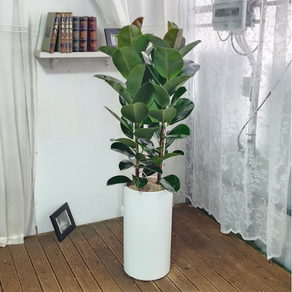 ������ �ູ�� ǳ�� - ��������(Ư��) �ɹ�� ���� 