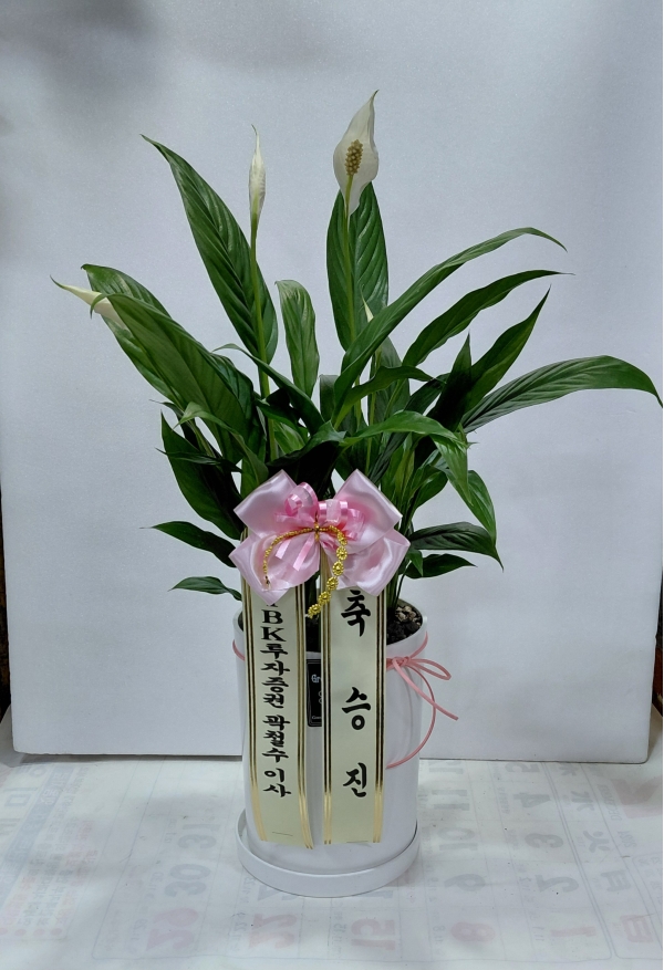 ����þ�(��) �ɹ�� ���� 