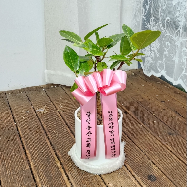 [����]Indoor garden �𰥰�������(��) (ȭ�⺯��) �ɹ�� ���� 