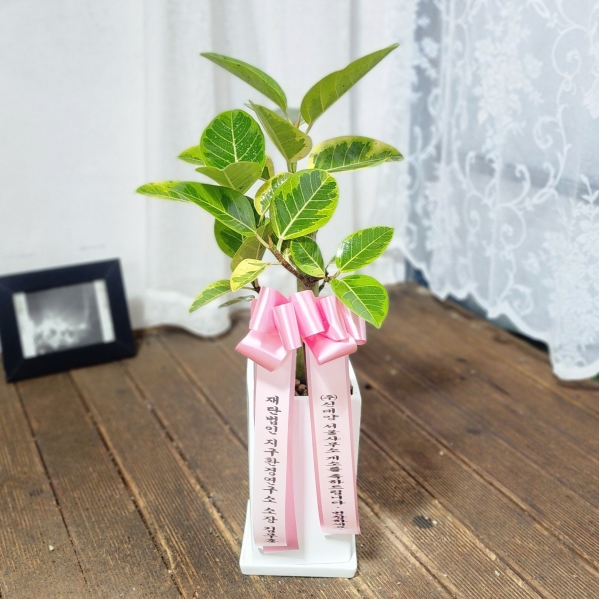 []Indoor garden 𰥰() (ȭ⺯) ɹ  