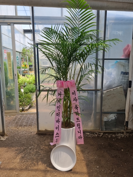 (���� ���Ϲ��) ������ ������ ��¡�ϴ� �Ĺ� - �Ʒ�ī(��) �ɹ�� ���� 