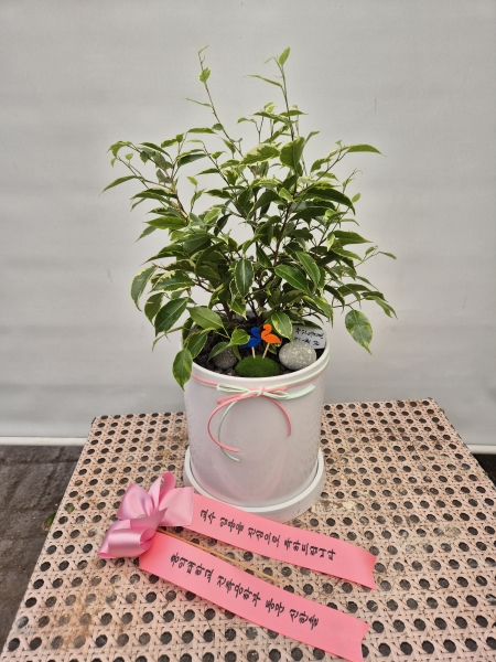 ������ȭ�ɷ��� ���� �÷����ڹ� �ɹ�� ���� 