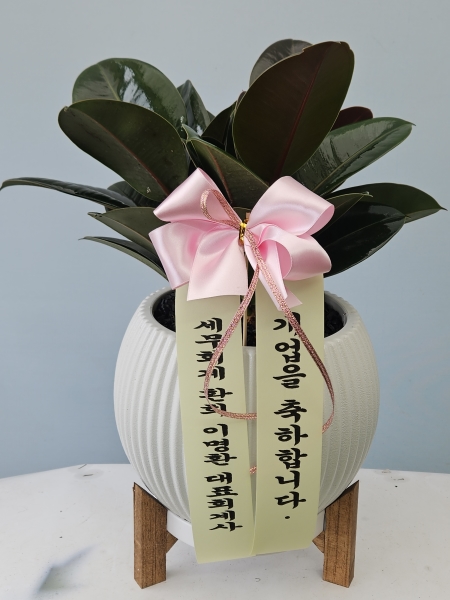 ������ȭ�ɷ��� ���� �÷����ڹ� �ɹ�� ���� 