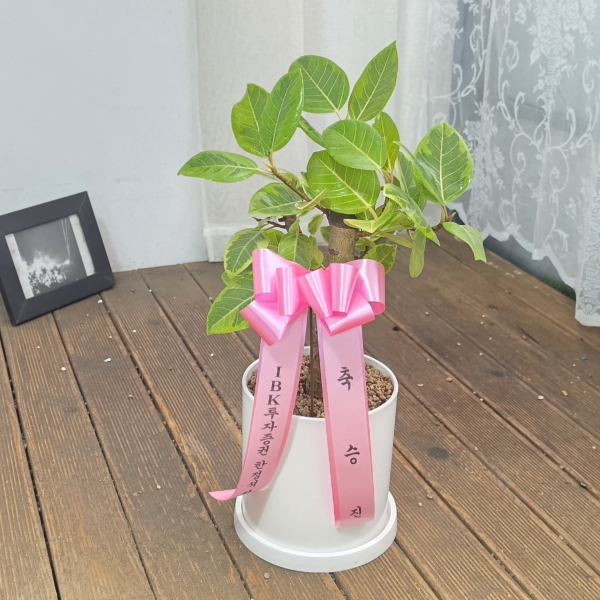 [����]Indoor garden �𰥰�������(��) (ȭ�⺯��) �ɹ�� ���� 