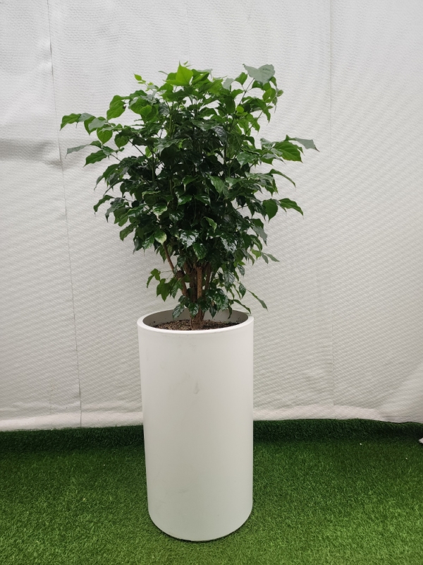 ��ġ�ʴ� �Ƹ��ٿ� ��� - �캸��(��) �ɹ�� ���� 